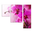 Ярко-розовая орхидея