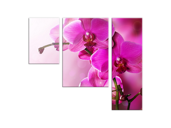 Ярко-розовая орхидея