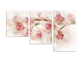 Нежно-розовая орхидея