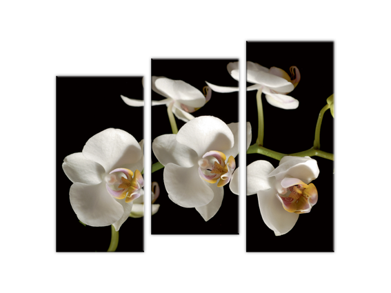 белая орхидея