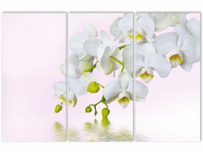 Классическая орхидея