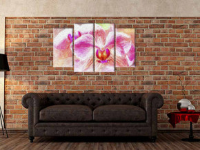 красота розовых орхидей