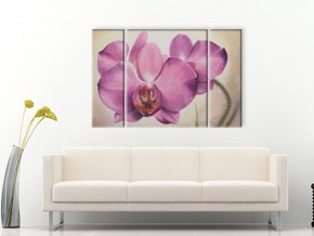 розовая орхидея 1