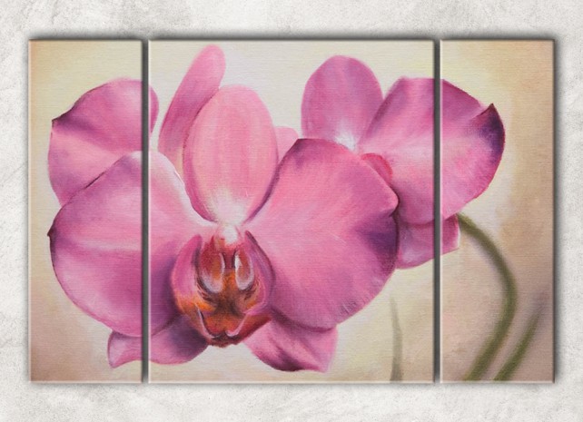 розовая орхидея с фоном